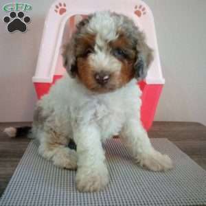 Daisy, Miniature Poodle Puppy